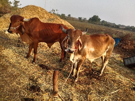 थंबनेल 3