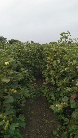 જમીન વેચવાની છે