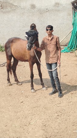 5 વર્ષ ઘોડો