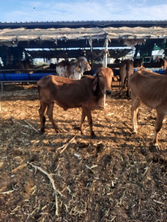 ગીર ગાય વાછડી નંંદિ