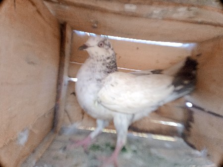 થંબનેલ 2