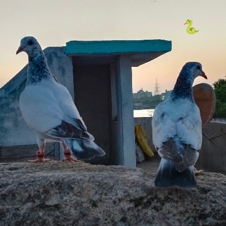 થંબનેલ 2