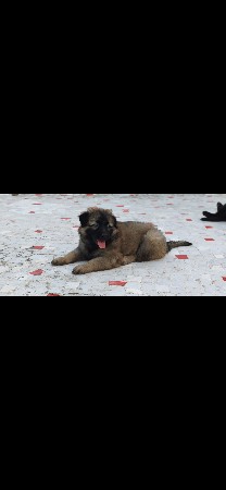 gsd fimel puppy