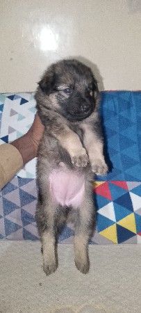 jarman dabal cot female