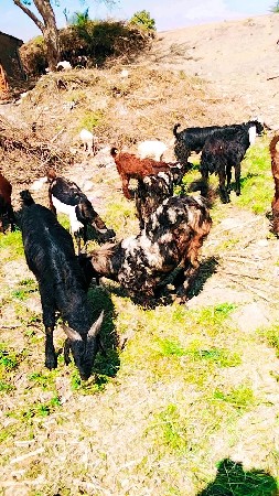 થંબનેલ 2