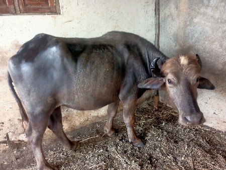 બે ખડેલી વેચવાની છે