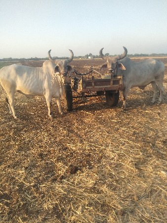 વેશવા ના