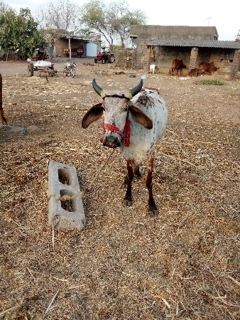 थंबनेल 3