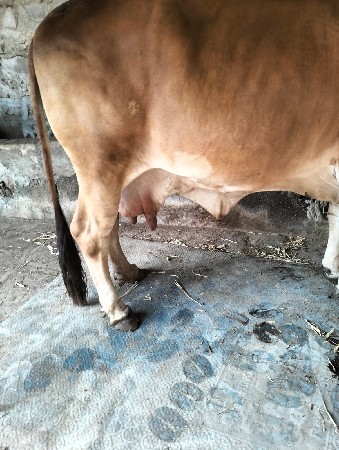 થંબનેલ 3