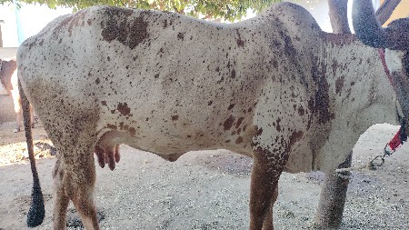 ગાય વેચવાની છે