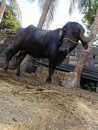 ખડેલુ વેચવાનું છે.