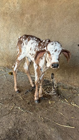 थंबनेल 3