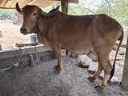 થંબનેલ 3