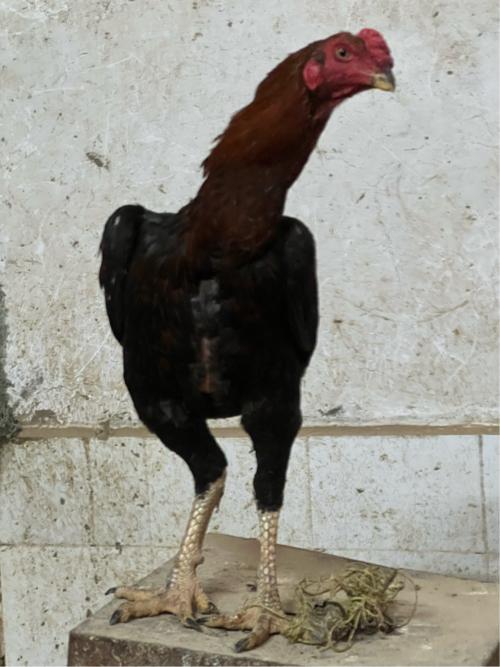 થંબનેલ 3