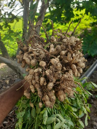 મગફળી નું બિયારણ વેચવાનું છે