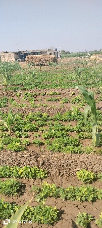 વેચવાની