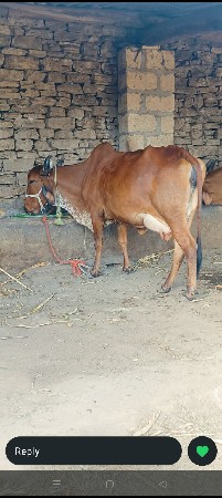 થંબનેલ 4