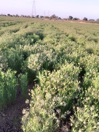 paltena2019onr1sachvelegade