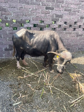 ભેંશ વેચવાની