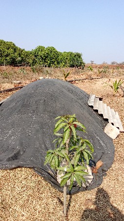 તુવેર નો ભૂકો