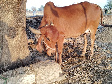 थंबनेल 2