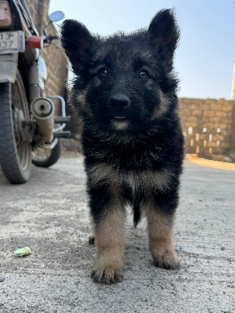 જર્મન સેફડ મેલ