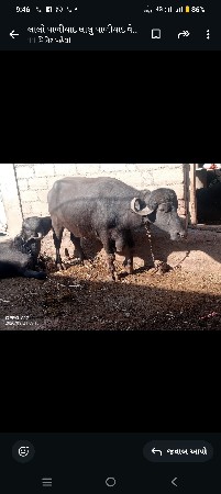 થંબનેલ 2