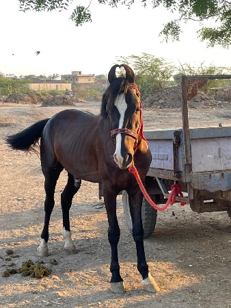 થંબનેલ 3