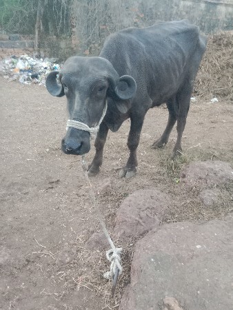 थंबनेल 3