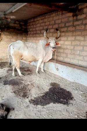 બરધ વેસવાનોસે