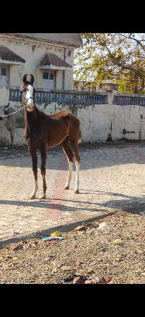 થંબનેલ 2