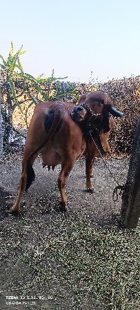 ગીર ગાય વેચવાની છે