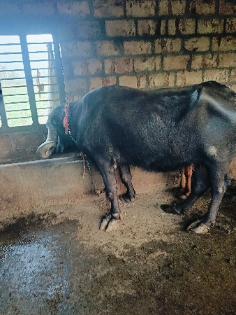 થંબનેલ 3