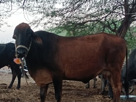 બને હોડકી 1 પેલા વેતર મા ચે