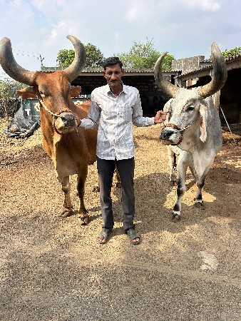 બળદ વેચવાના છે