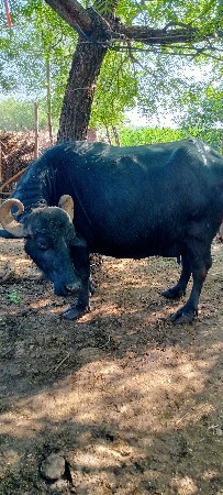 ભેંસ બેસવાની સે