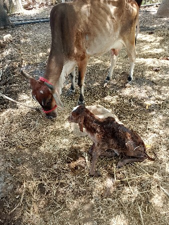 ગાયવેશવાનીસે