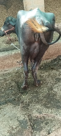 થંબનેલ 2