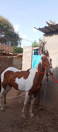 થંબનેલ 2