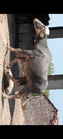 થંબનેલ 3