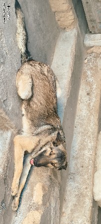 જમૅન સેફડ ડોગ