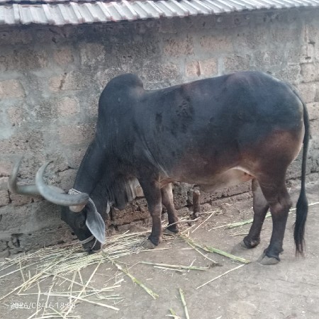 थंबनेल 2