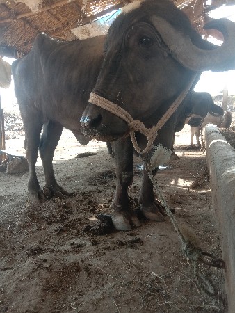 थंबनेल 3