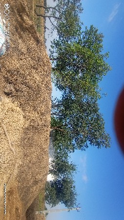 ચારો વેચવાનો છે.