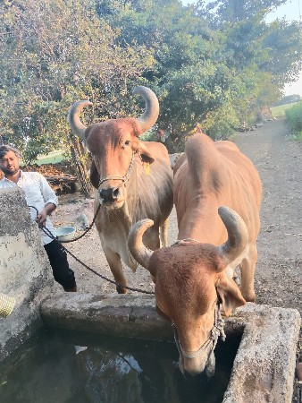 थंबनेल 2