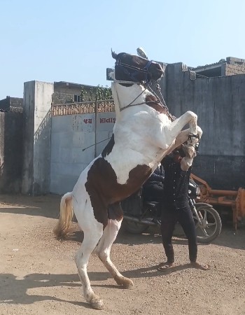 થંબનેલ 3