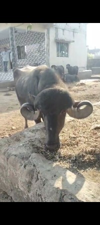પાડો વેચવાનો છે