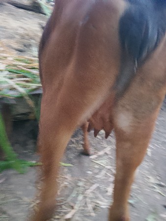 પેલું.વેતર