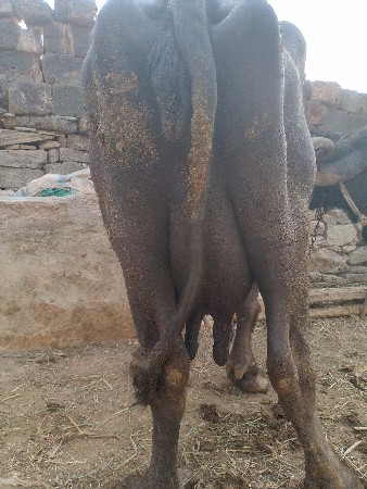 ભેંસ વેચવાની છે