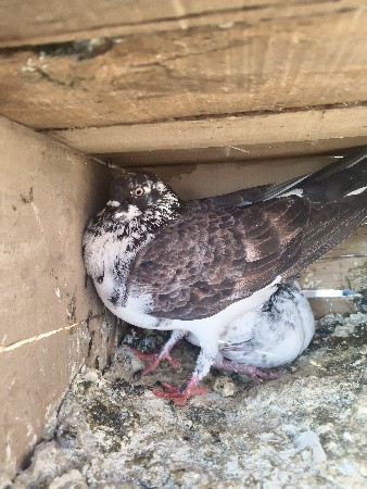 થંબનેલ 2